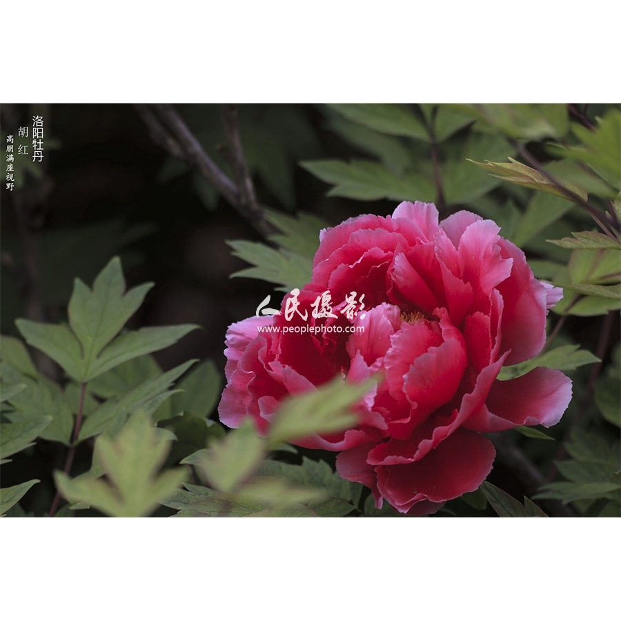 胡红牡丹